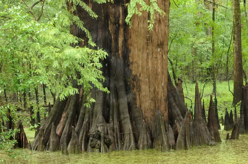 Bald cypress, White River National Wildlife Refuge, Arkansas
