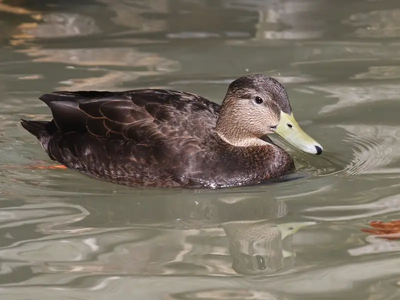 American black duck: Drake