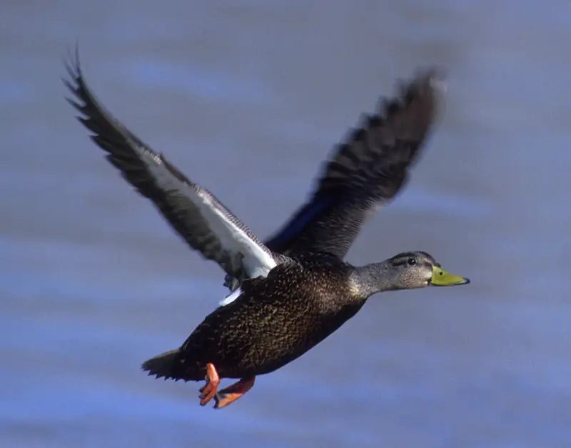 American black duck: In flight
