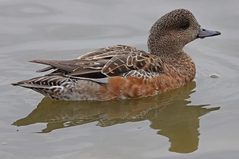 American wigeon: Hen