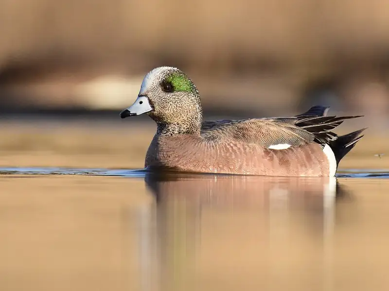 American wigeon: Wigeon on a refuge pond