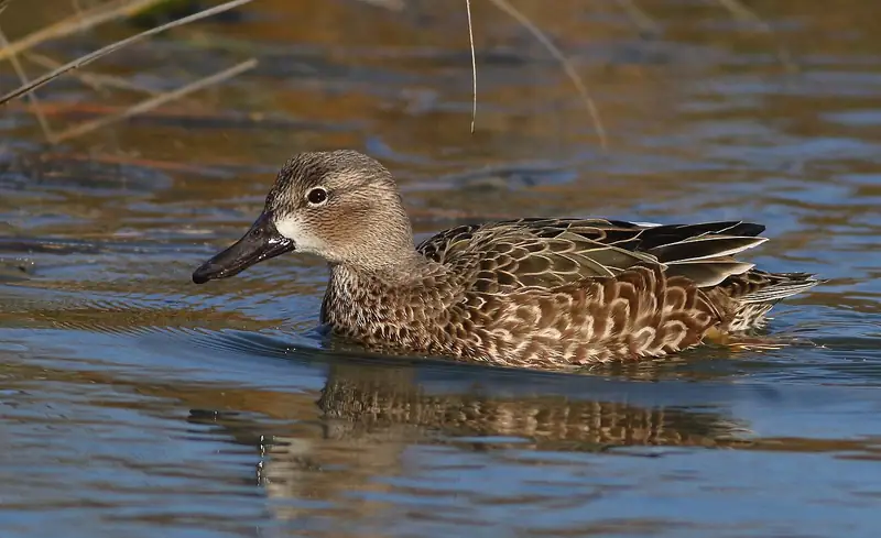 Blue-winged teal: Hen