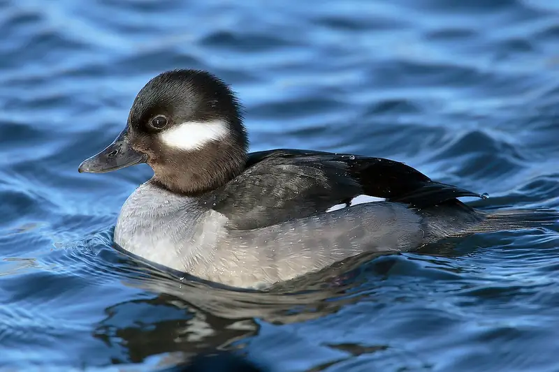Bufflehead: Hen
