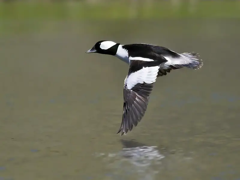 Bufflehead: Drake in flight