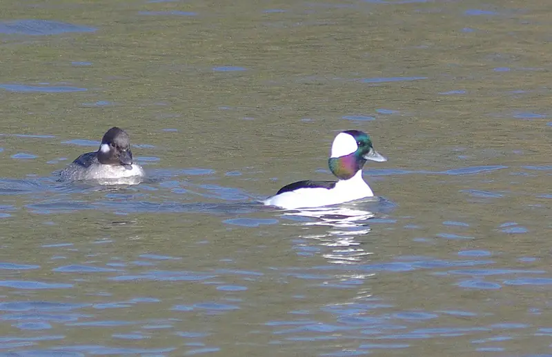 Bufflehead: Drake and hen