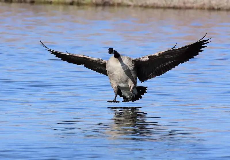 Canada goose: Landing
