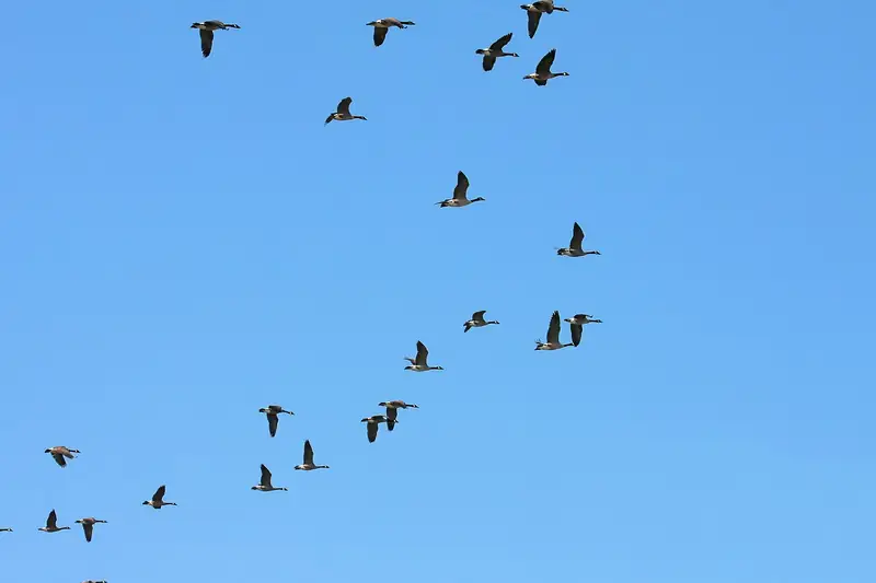 Canada goose: Flock in flight