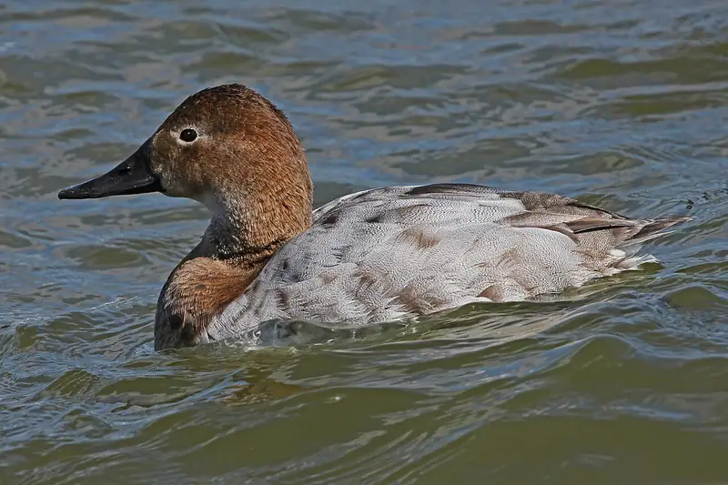 Canvasback: Hen