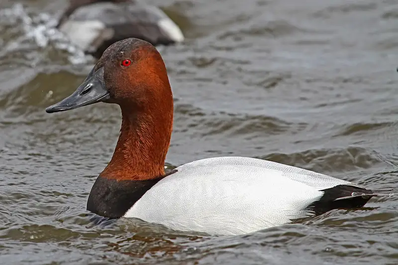 Canvasback: Drake