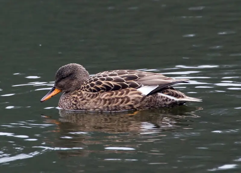 Gadwall: Hen