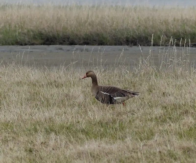Greater white-fronted goose: Adult on the nesting grounds, Alaska