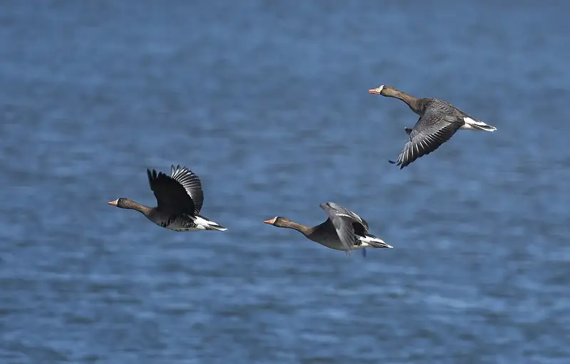 Greater white-fronted goose: In flight