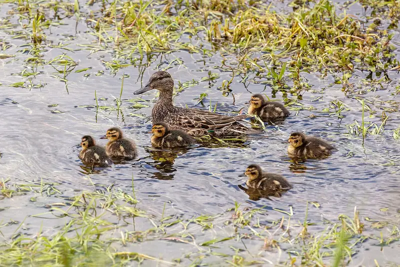 Green-winged teal: Hen with ducklings