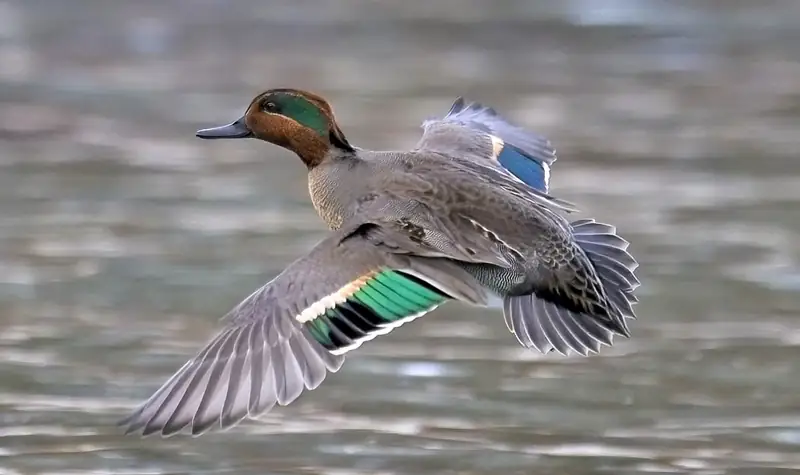 Green-winged teal: Drake in flight