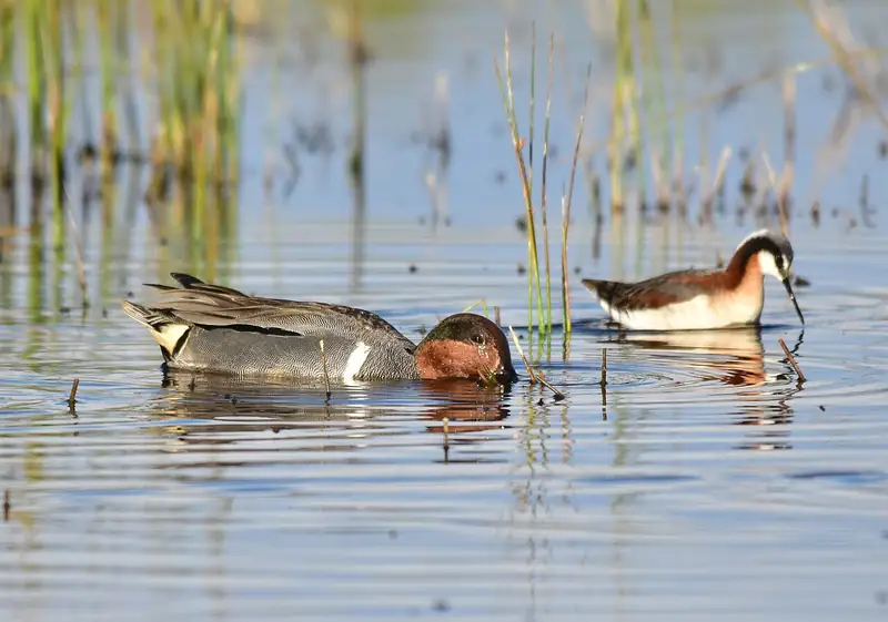 Green-winged teal: Green-winged teal on a refuge pond