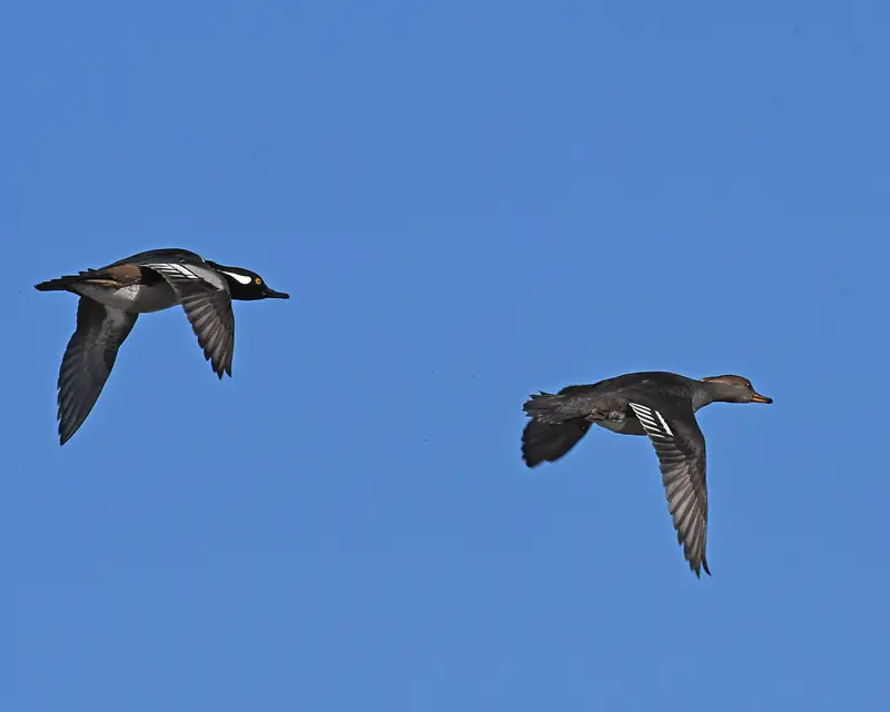 Hooded merganser: Pair in flight