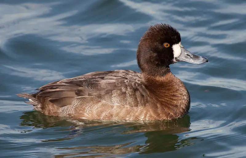 Lesser scaup: Hen