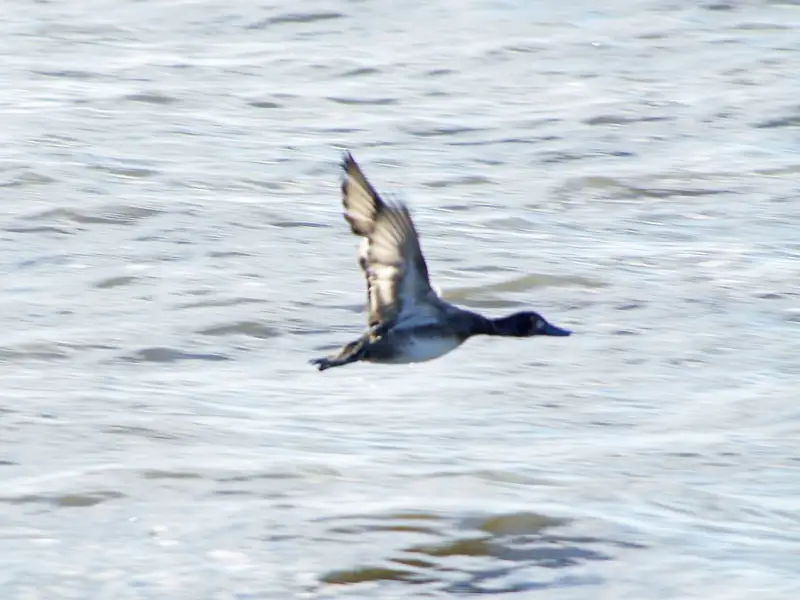 Lesser scaup: In flight