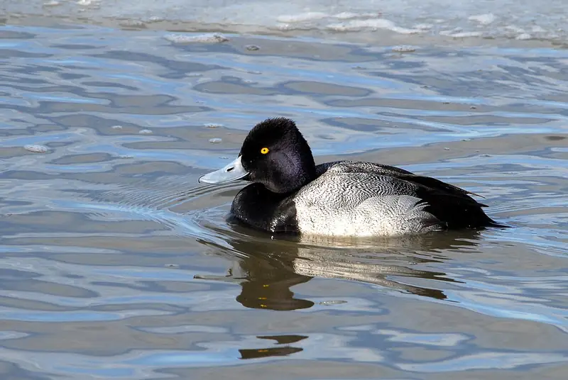 Lesser scaup: Drake