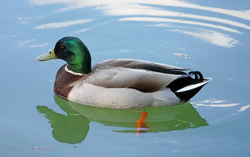 Mallard: Drake