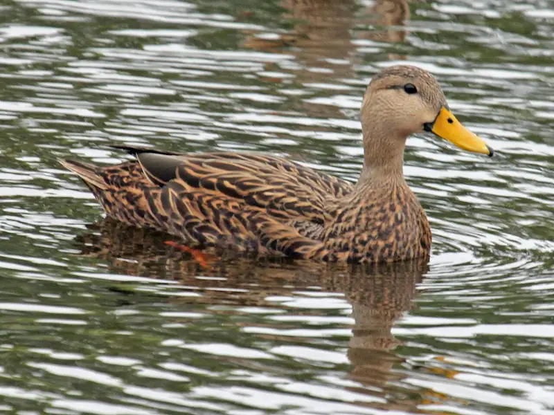 Mottled duck: Drake