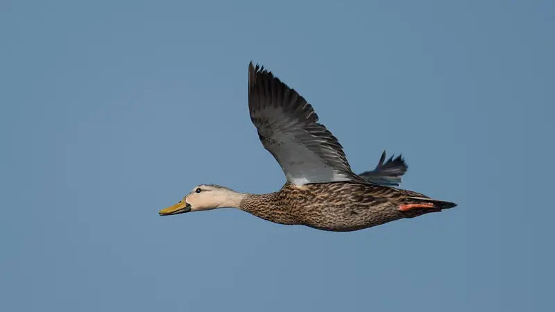 Mottled duck: In flight