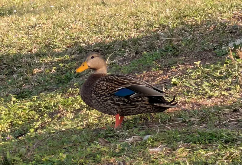 Mottled duck: Drake