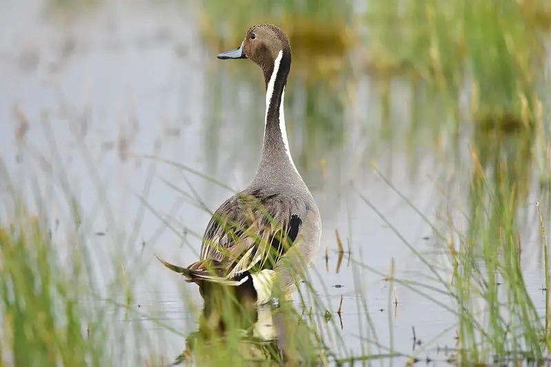 Northern pintail: Drake