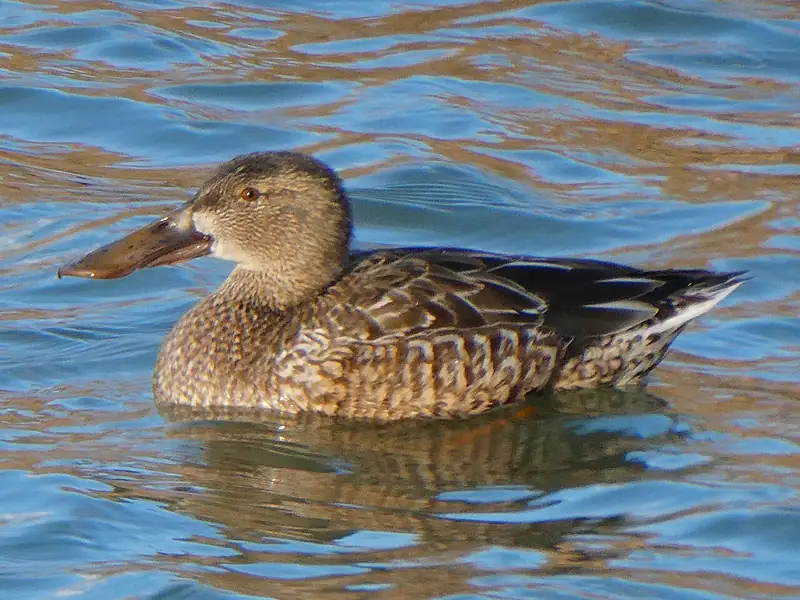 Northern shoveler: Hen