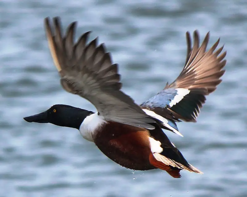 Northern shoveler: Drake in flight