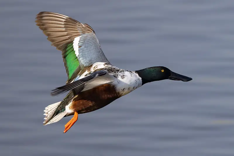 Northern shoveler: Drake in flight