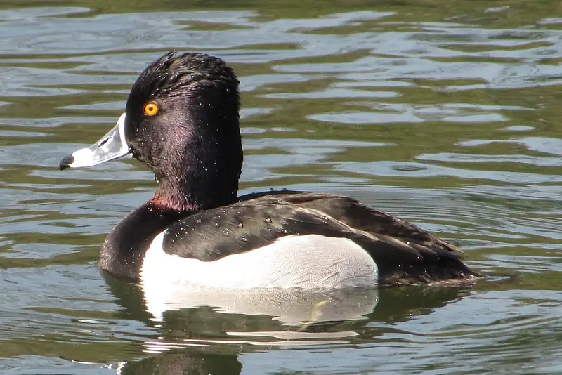 Ring-necked duck: Drake