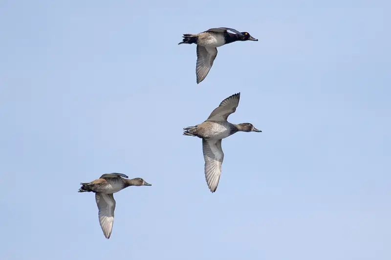 Ring-necked duck: In flight