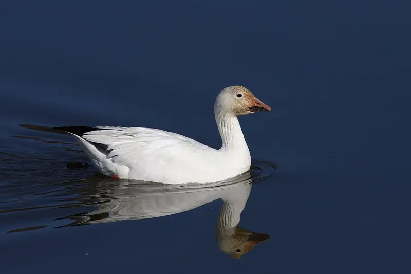 Snow goose: Adult