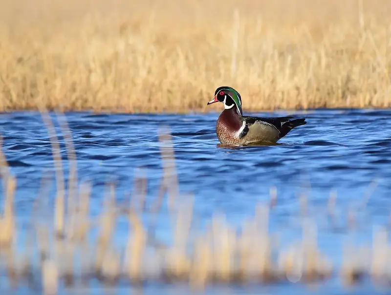 Wood duck: Drake on open water