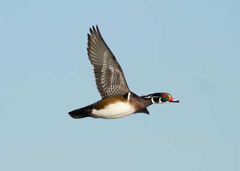 Wood duck: Drake in flight