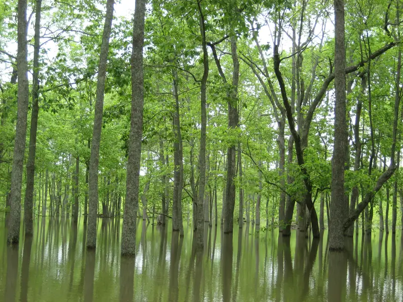 Flooded bottomland hardwood forest
