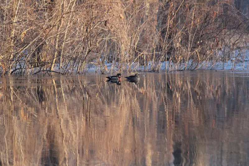 Wood ducks, Lake Isom National Wildlife Refuge, Tennessee
