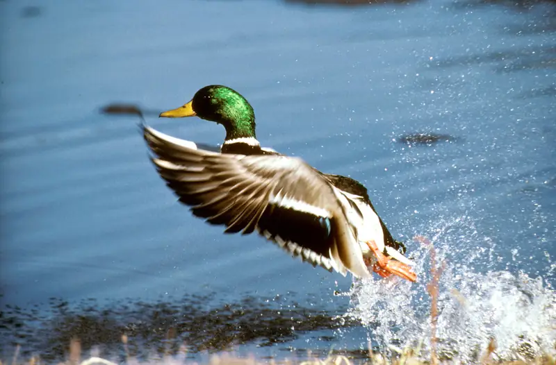 A drake mallard taking off